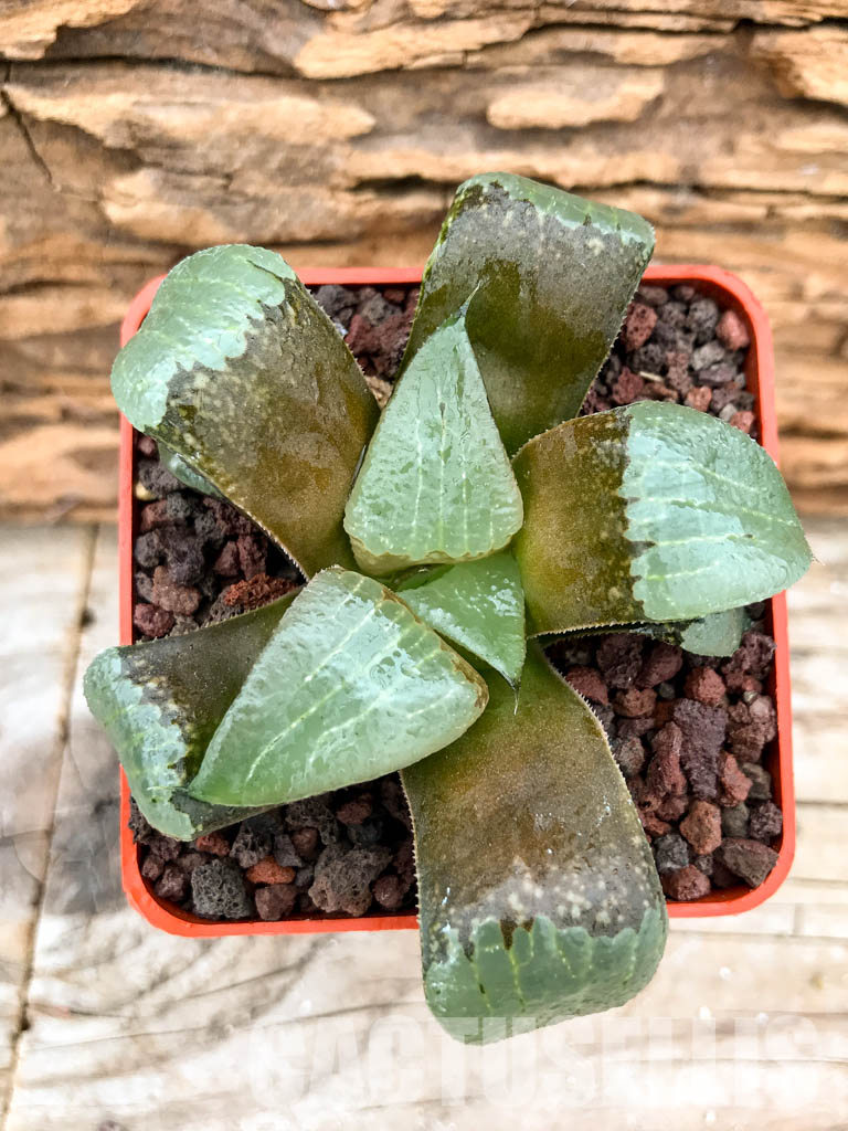 SHPRA5199 Haworthia bayeri x springbokvlakensis x comptoniana - Image 4
