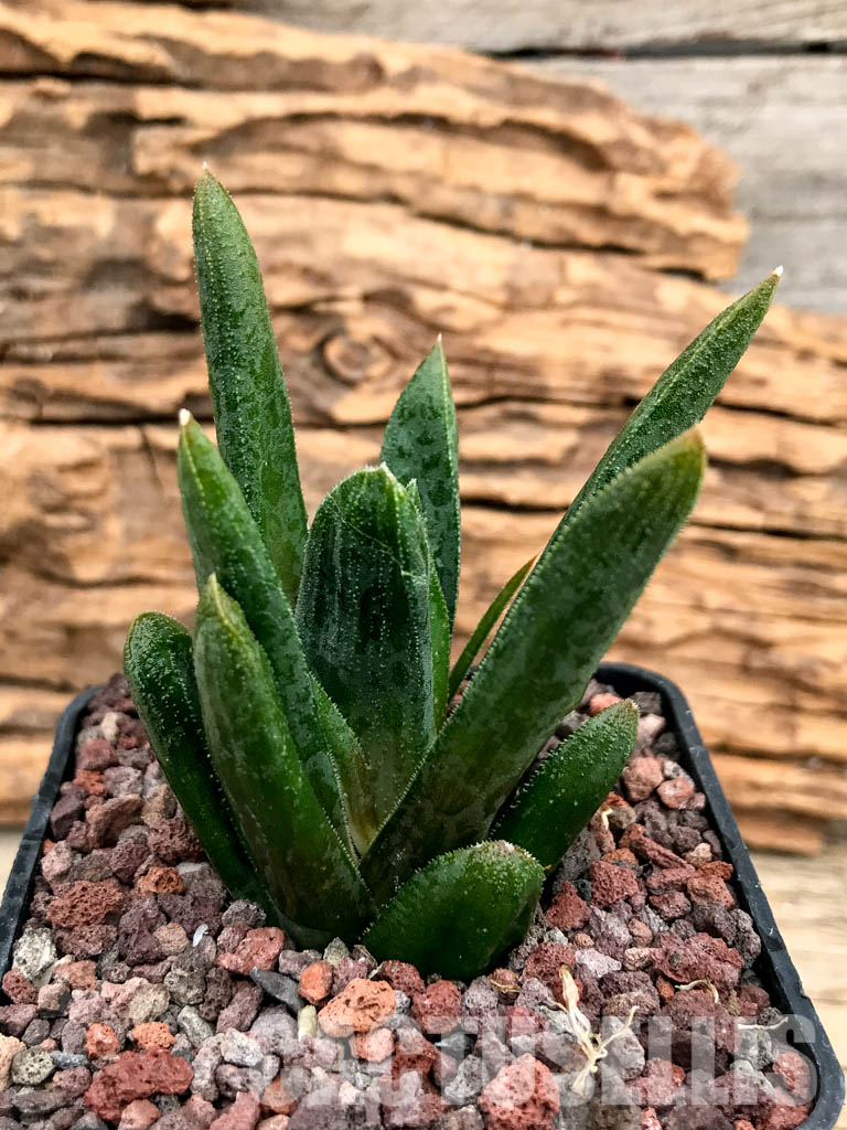 SHPRA5215 Haworthia floribunda x maughanii - Image 2