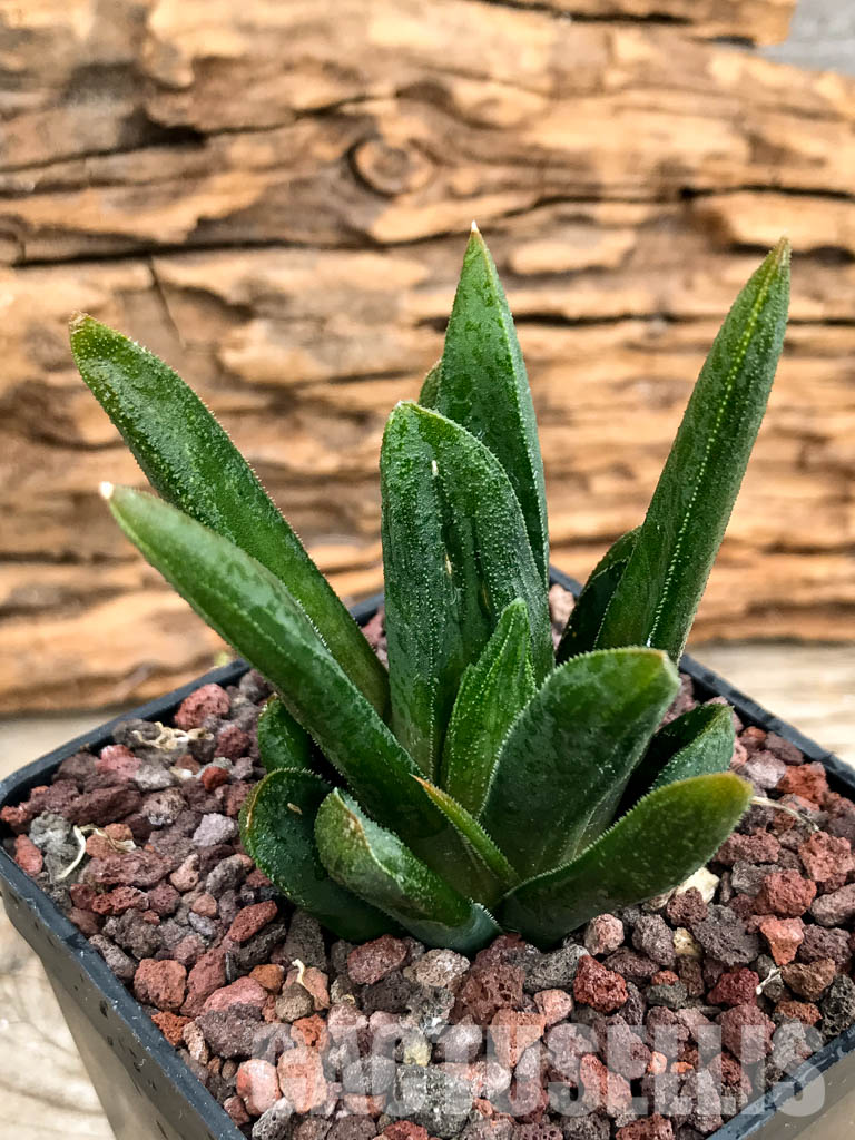 SHPRA5215 Haworthia floribunda x maughanii - Image 3