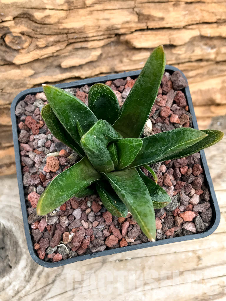SHPRA5215 Haworthia floribunda x maughanii