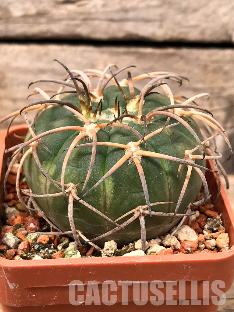 SHPR5615 Gymnocalycium spegazzinii JL 23, El Hombre Muerto, 1800m, Catamarca, Argentina - Obrázek 2