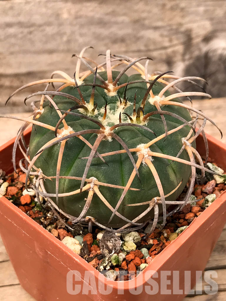 SHPR5615 Gymnocalycium spegazzinii JL 23, El Hombre Muerto, 1800m, Catamarca, Argentina - Obrázek 3