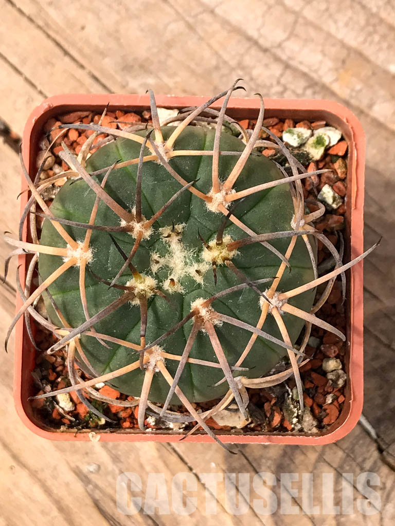 SHPR5615 Gymnocalycium spegazzinii JL 23, El Hombre Muerto, 1800m, Catamarca, Argentina - Obrázek 4