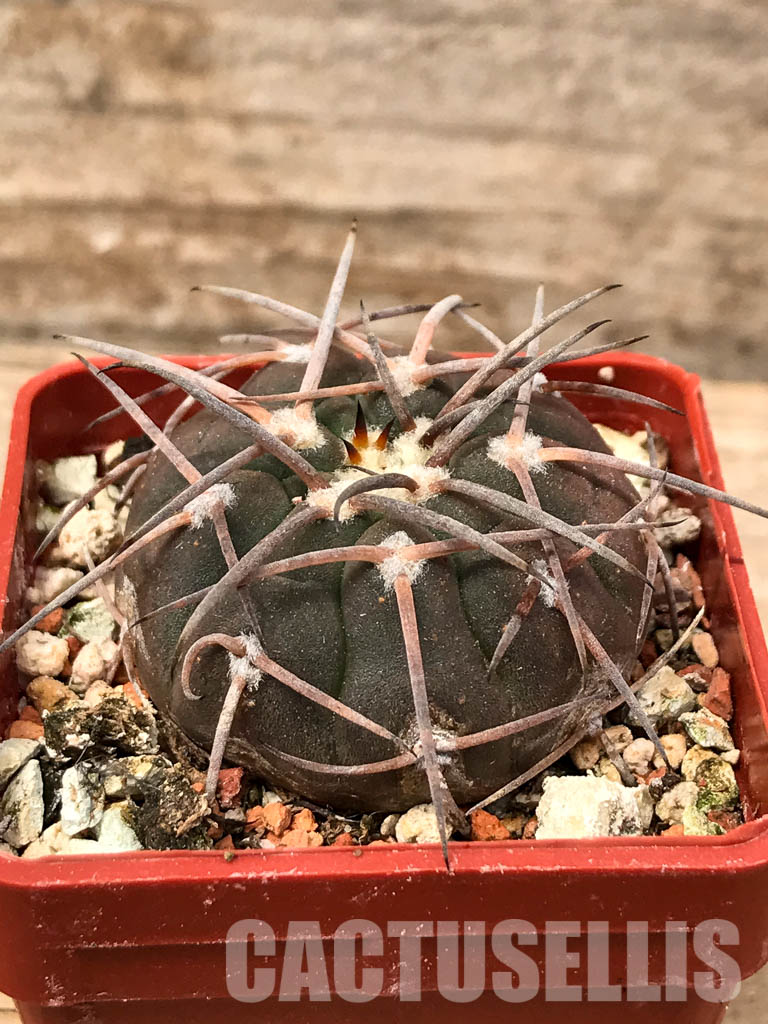 SHPR5616 Gymnocalycium spegazzinii JL 23, El Hombre Muerto, 1800m, Catamarca, Argentina – Image 2
