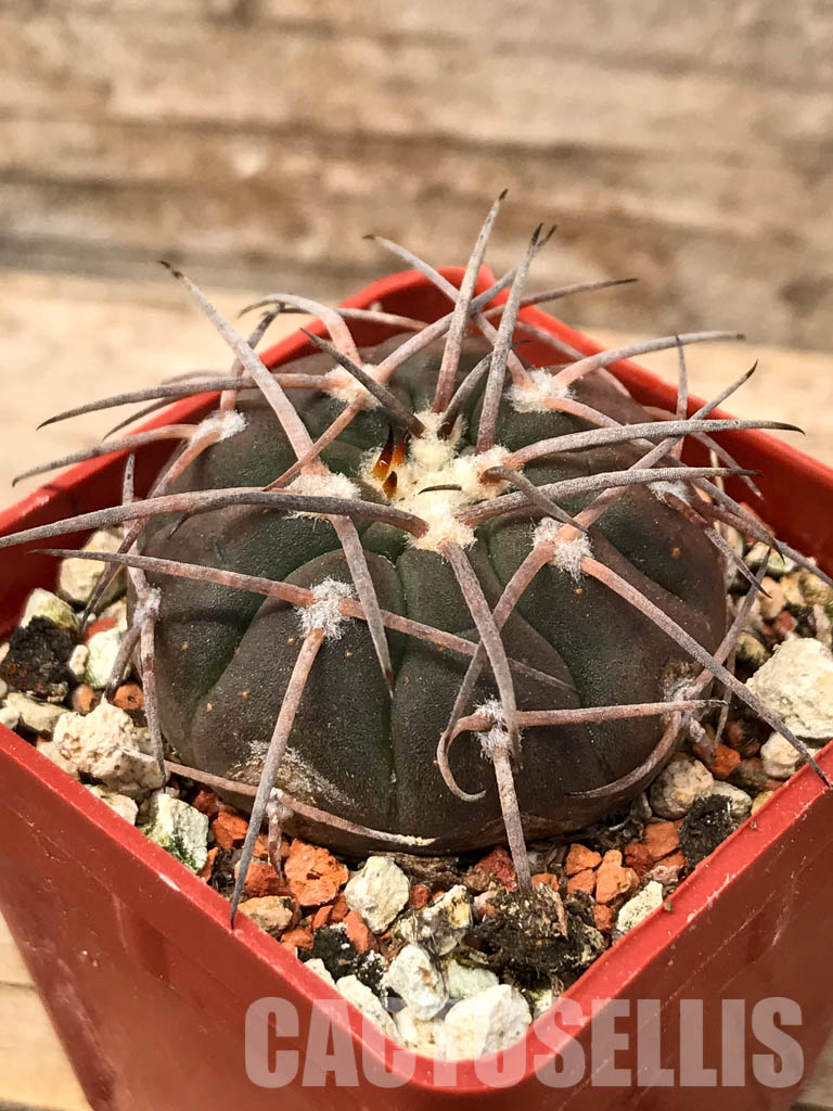 SHPR5616 Gymnocalycium spegazzinii JL 23, El Hombre Muerto, 1800m, Catamarca, Argentina – Image 3