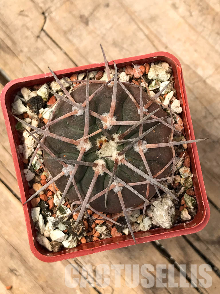 SHPR5616 Gymnocalycium spegazzinii JL 23, El Hombre Muerto, 1800m, Catamarca, Argentina