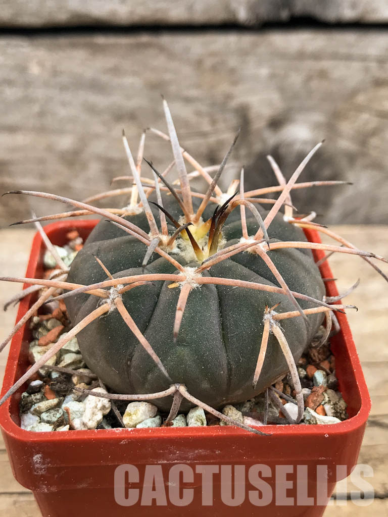 SHPR5619 Gymnocalycium spegazzinii DJF 248, Amaicha del Valle, Tucuman, Argentina - Зображення 2