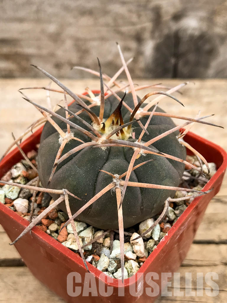 SHPR5619 Gymnocalycium spegazzinii DJF 248, Amaicha del Valle, Tucuman, Argentina - Зображення 3