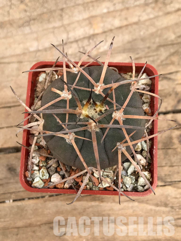 SHPR5619 Gymnocalycium spegazzinii DJF 248, Amaicha del Valle, Tucuman, Argentina - Зображення 4