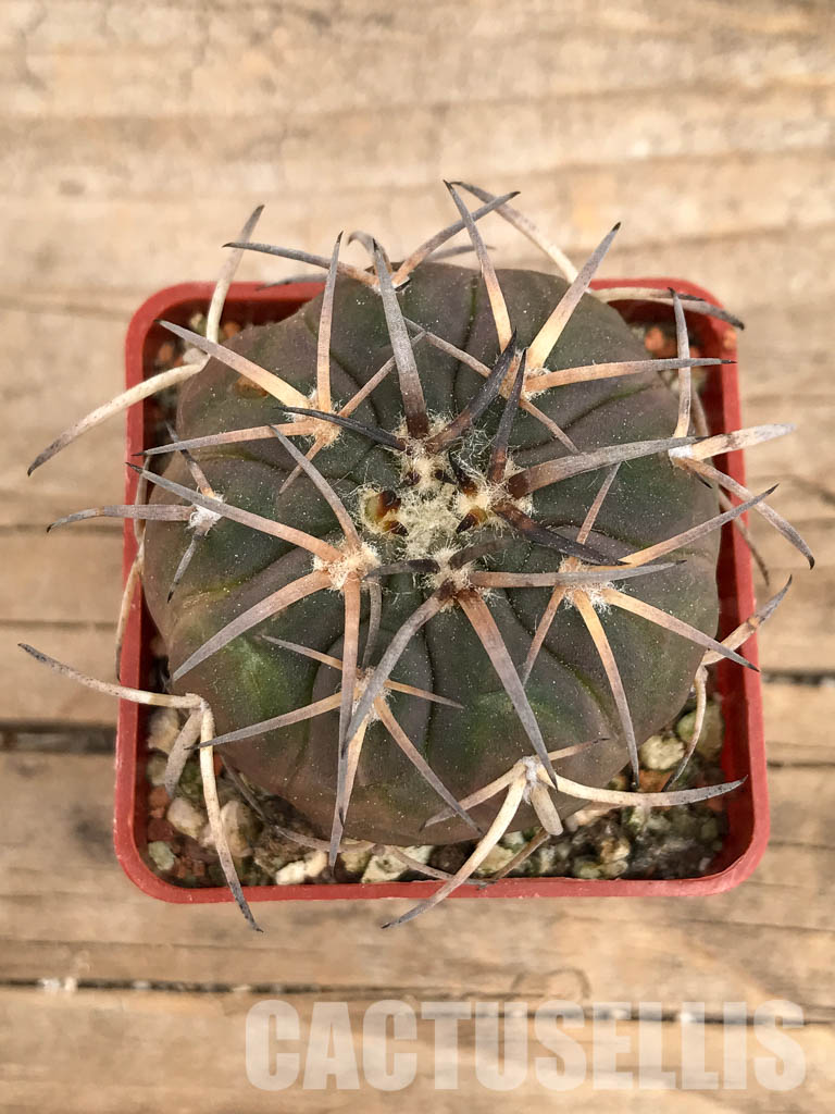 SHPR5619 Gymnocalycium spegazzinii DJF 248, Amaicha del Valle, Tucuman, Argentina