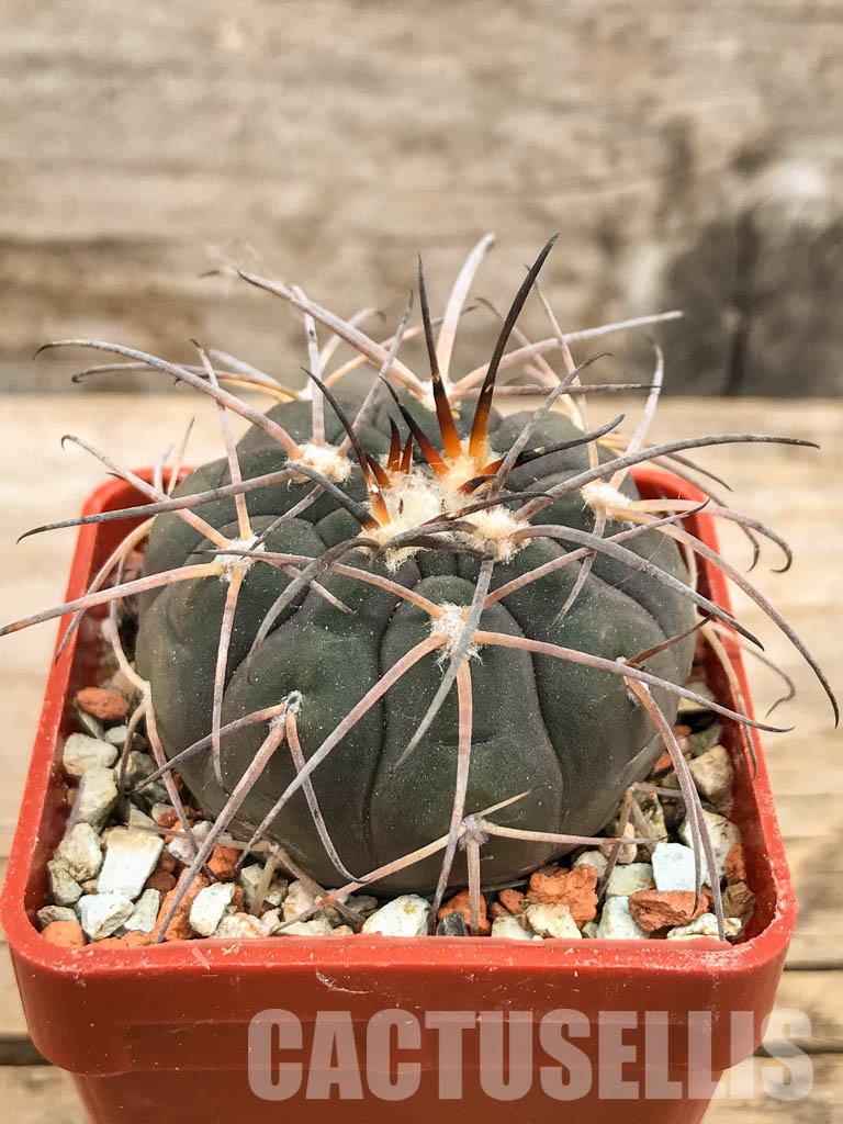 SHPR5623 Gymnocalycium bodenbenderianum ssp. intertextum STO 88-185/2, Serrezuela, 500m, Cordoba, Argentina - Image 2
