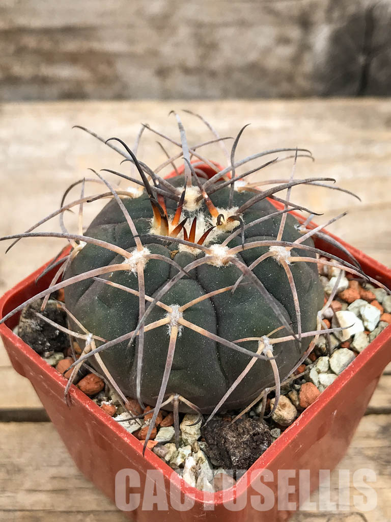 SHPR5623 Gymnocalycium bodenbenderianum ssp. intertextum STO 88-185/2, Serrezuela, 500m, Cordoba, Argentina - Image 3
