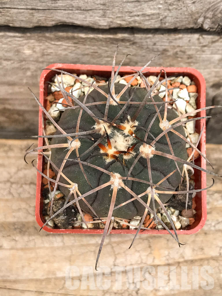 SHPR5623 Gymnocalycium bodenbenderianum ssp. intertextum STO 88-185/2, Serrezuela, 500m, Cordoba, Argentina