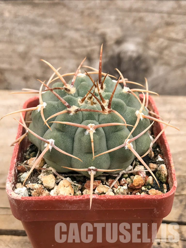 SHPR5625 Gymnocalycium vatteri WR 110, Cordoba, Sierra Grande, Argentina - Image 2