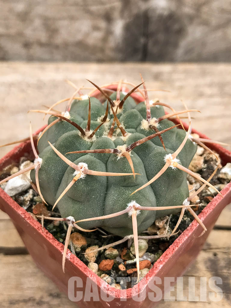 SHPR5625 Gymnocalycium vatteri WR 110, Cordoba, Sierra Grande, Argentina - Image 3