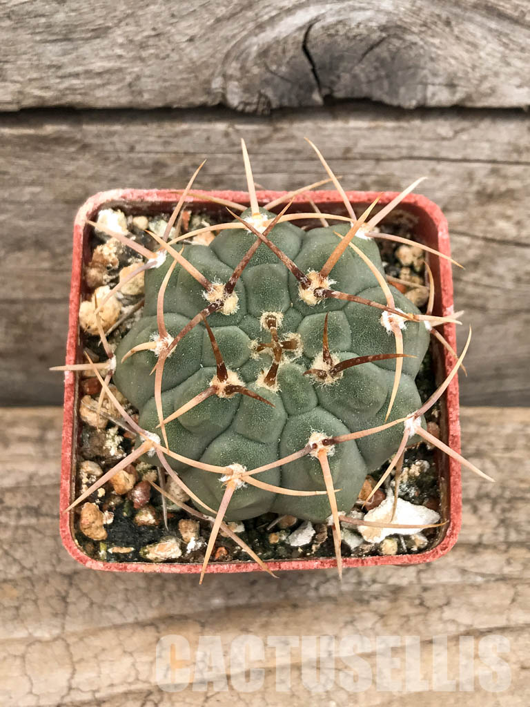SHPR5625 Gymnocalycium vatteri WR 110, Cordoba, Sierra Grande, Argentina - Image 4