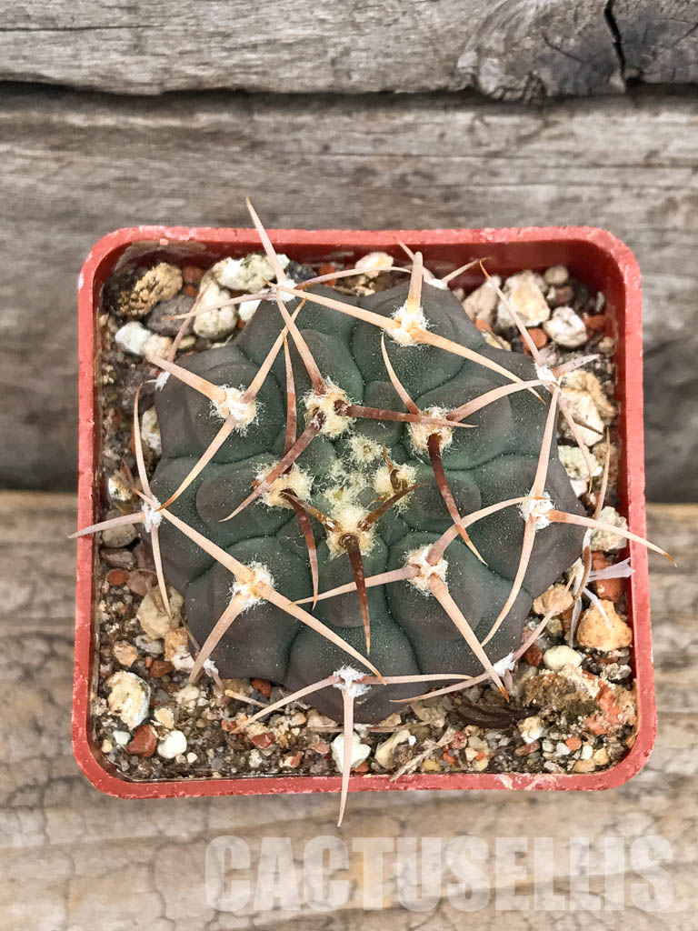 SHPR5625 Gymnocalycium vatteri WR 110, Cordoba, Sierra Grande, Argentina - Image 5