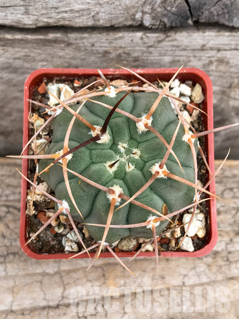 SHPR5625 Gymnocalycium vatteri WR 110, Cordoba, Sierra Grande, Argentina - Image 6