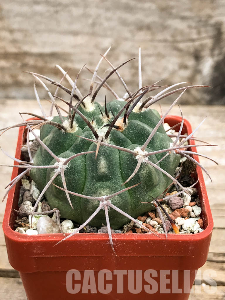 SHPR5636 Gymnocalycium mucidum v. P 36A, Salicas, 1100m, Catamarca, Argentina - Imagen 2