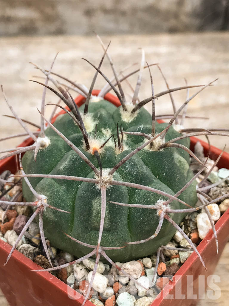 SHPR5636 Gymnocalycium mucidum v. P 36A, Salicas, 1100m, Catamarca, Argentina - Imagen 3