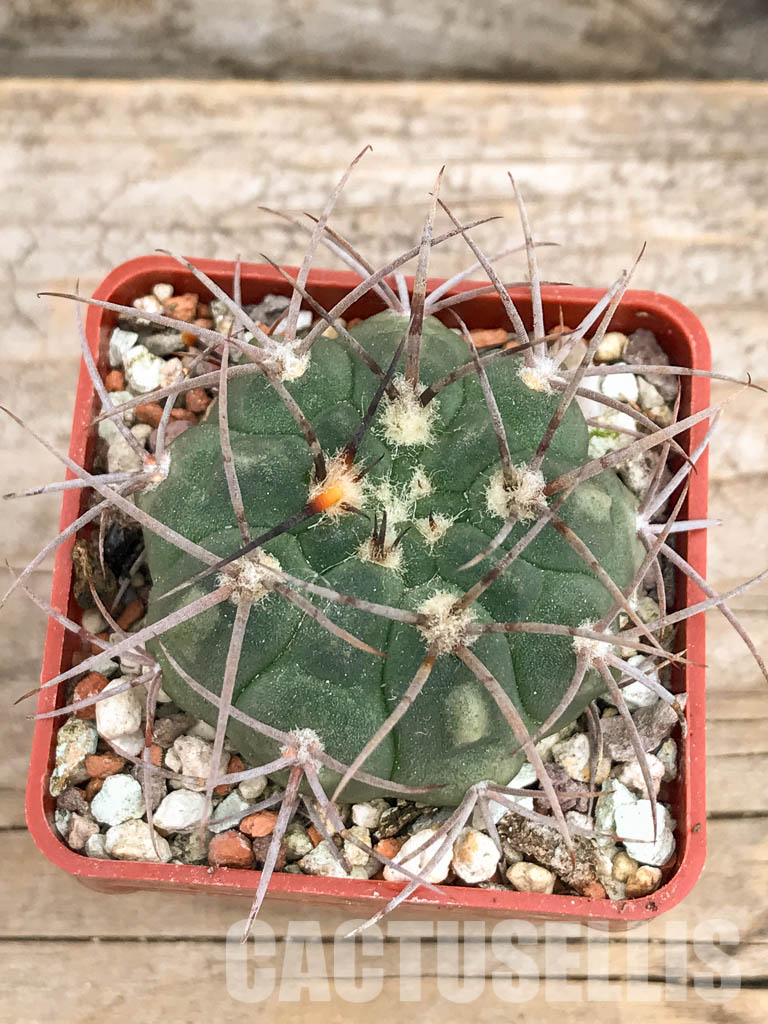 SHPR5636 Gymnocalycium mucidum v. P 36A, Salicas, 1100m, Catamarca, Argentina