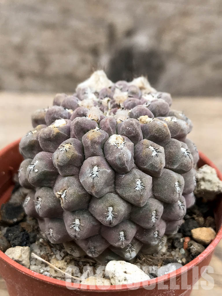 SHPR5656 Thelocephala napina LH 1287, Huasco, Chile - Imagen 2