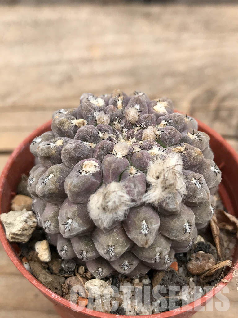 SHPR5656 Thelocephala napina LH 1287, Huasco, Chile - Imagen 3