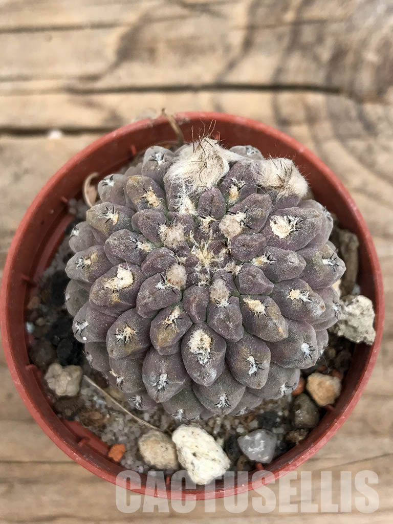 SHPR5656 Thelocephala napina LH 1287, Huasco, Chile - Imagen 4