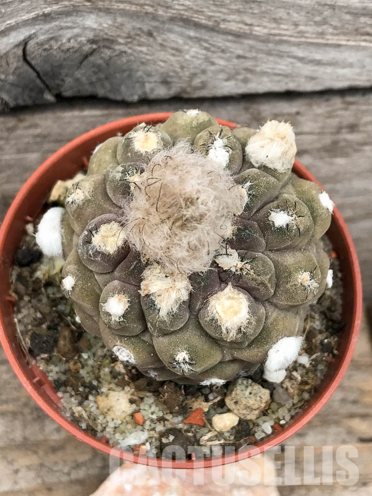 SHPR5656 Thelocephala napina LH 1287, Huasco, Chile - Imagen 6