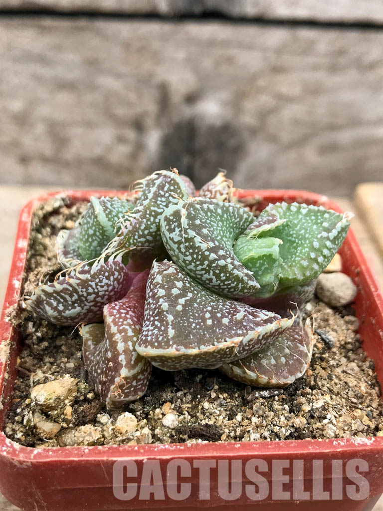 SHPR5657 Faucaria tuberculosa f. monstruosa