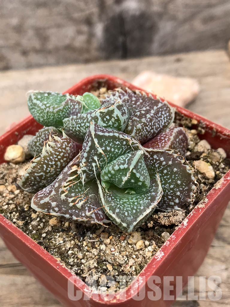 SHPR5657 Faucaria tuberculosa f. monstruosa - Image 3