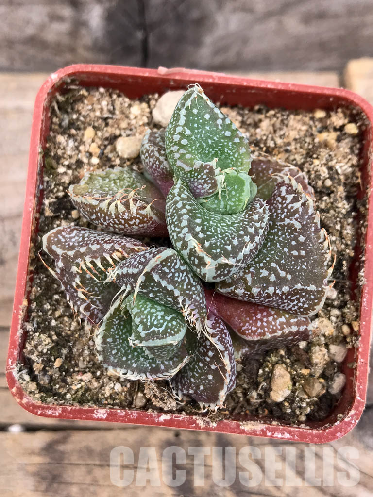 SHPR5657 Faucaria tuberculosa f. monstruosa - Image 4