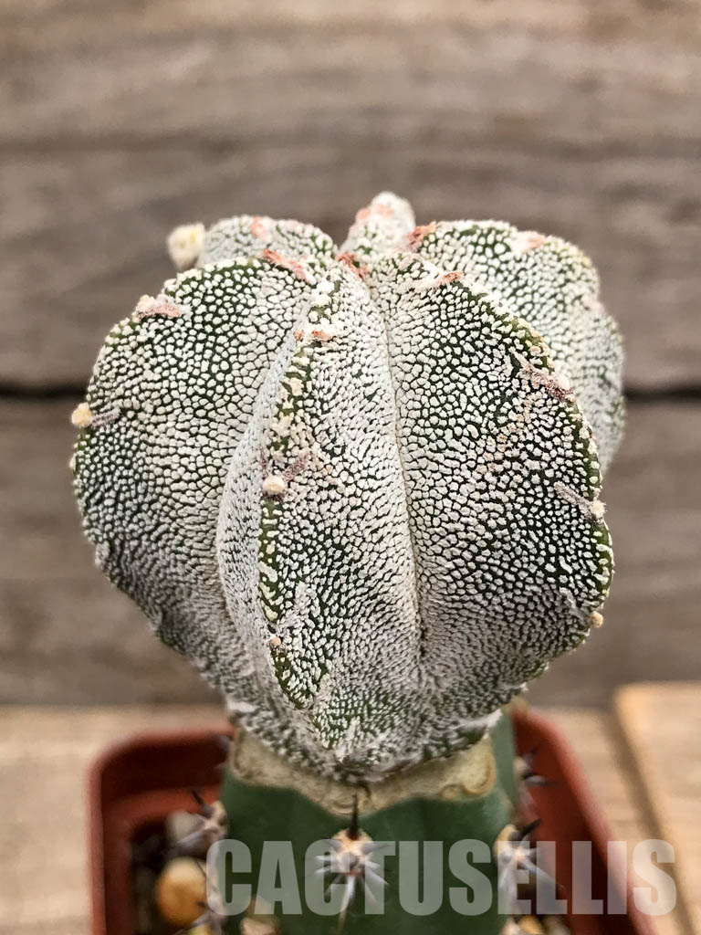 SHPR5661 Astrophytum myriostigma cv. Onzuka V-Type, six ribs - Image 2