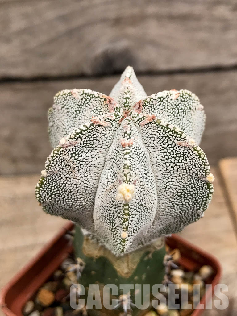 SHPR5661 Astrophytum myriostigma cv. Onzuka V-Type, six ribs - Image 3