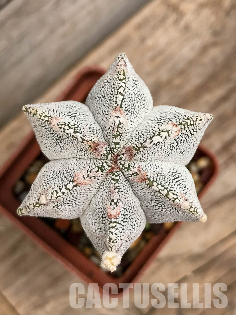 SHPR5661 Astrophytum myriostigma cv. Onzuka V-Type, six ribs