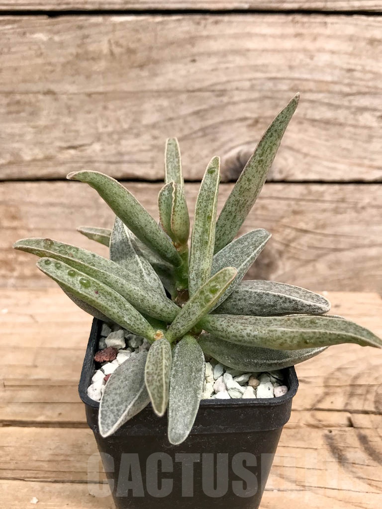 SHPR5738 Adromischus lorelei hybrid