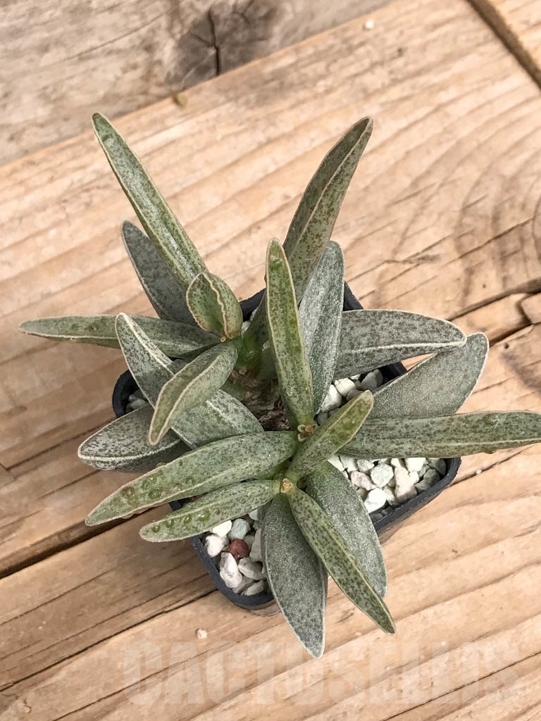 SHPR5738 Adromischus lorelei hybrid - immagine 3