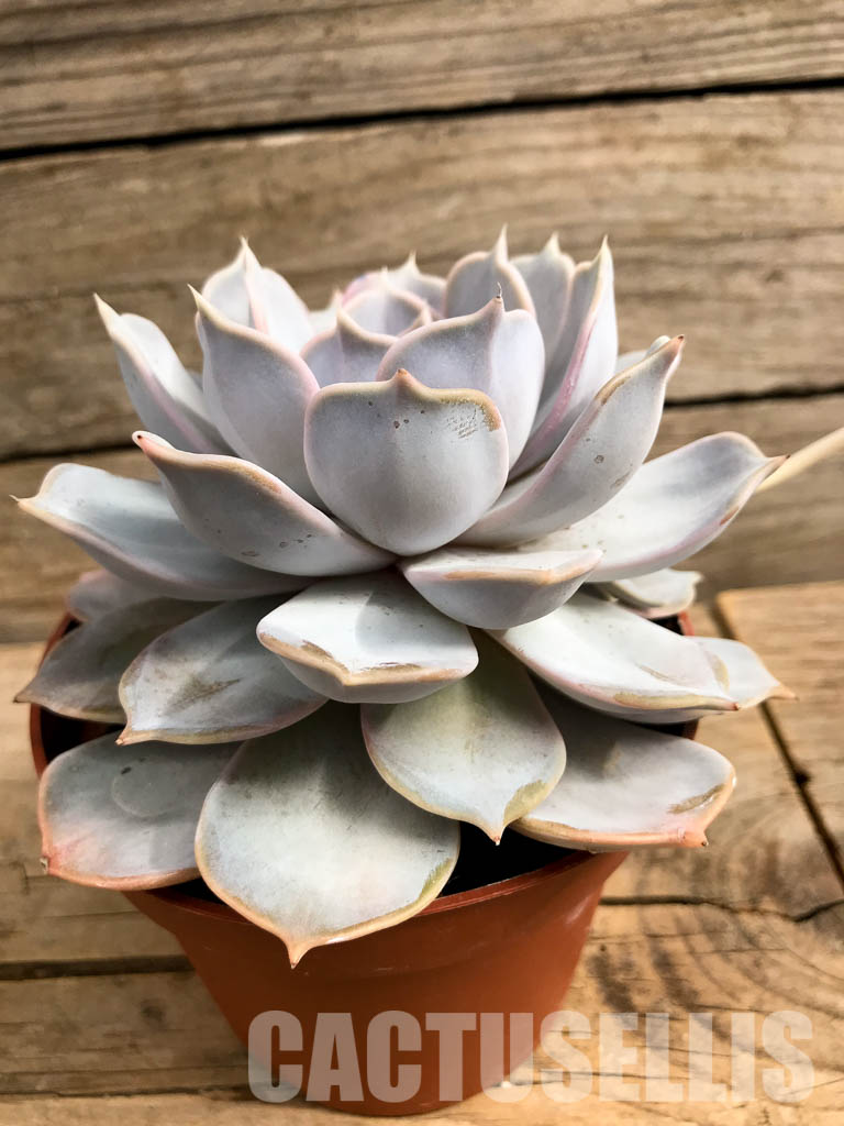 SHPR5741 Echeveria Lilacina - Image 2