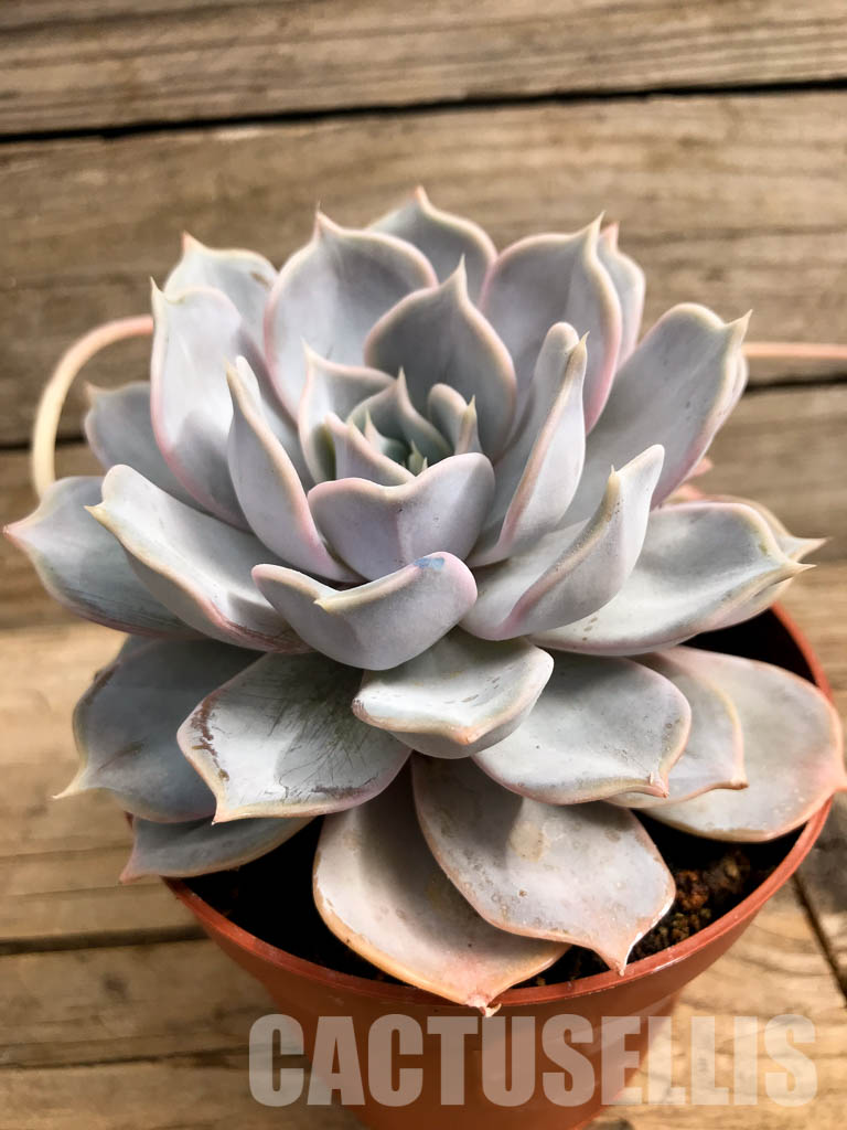 SHPR5741 Echeveria Lilacina - Image 3