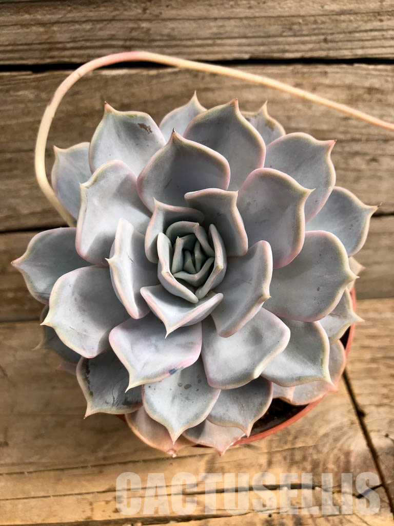SHPR5741 Echeveria Lilacina - Image 4