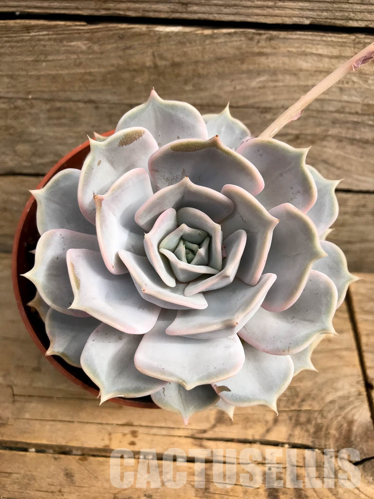 SHPR5741 Echeveria Lilacina - Image 5