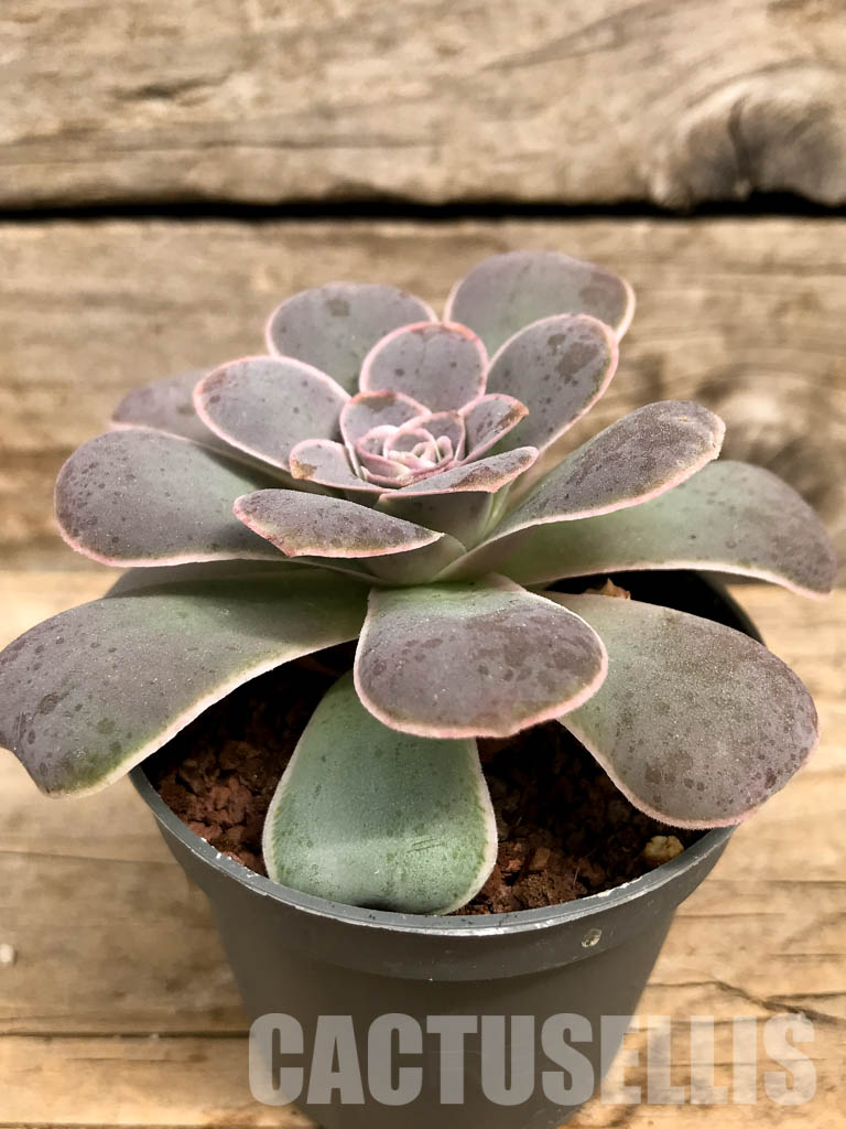 SHPR5747 Greenovia - Image 2