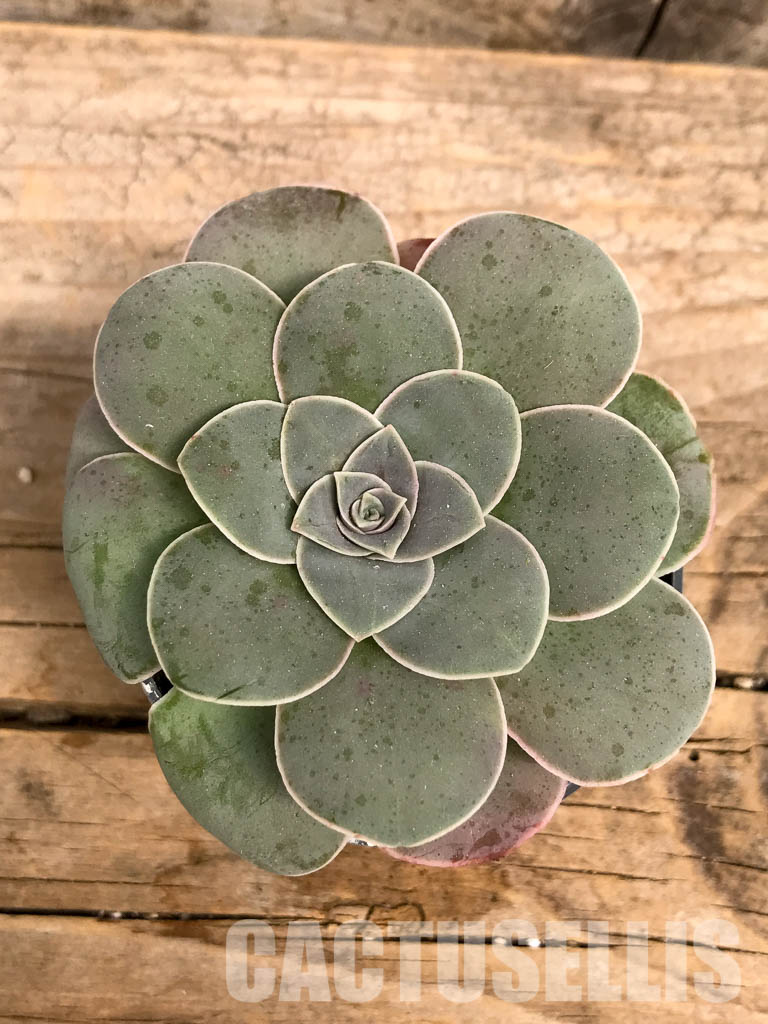 SHPR5747 Greenovia - Image 4