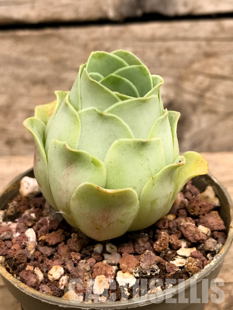 SHPR5753 Greenovia - Image 3