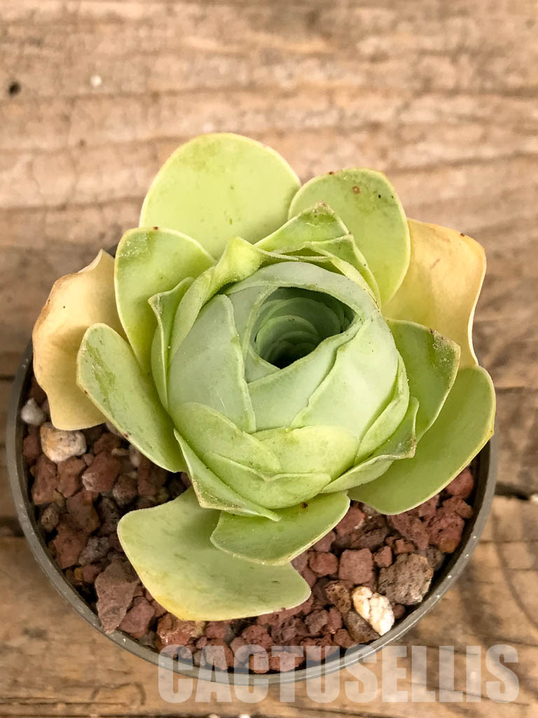 SHPR5753 Greenovia - Image 4