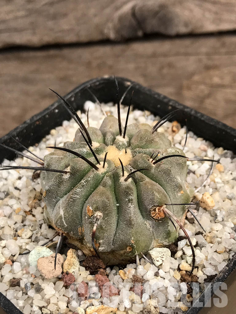 SHPR5759 Copiapoa dealbata AW 84, Chile - Image 3