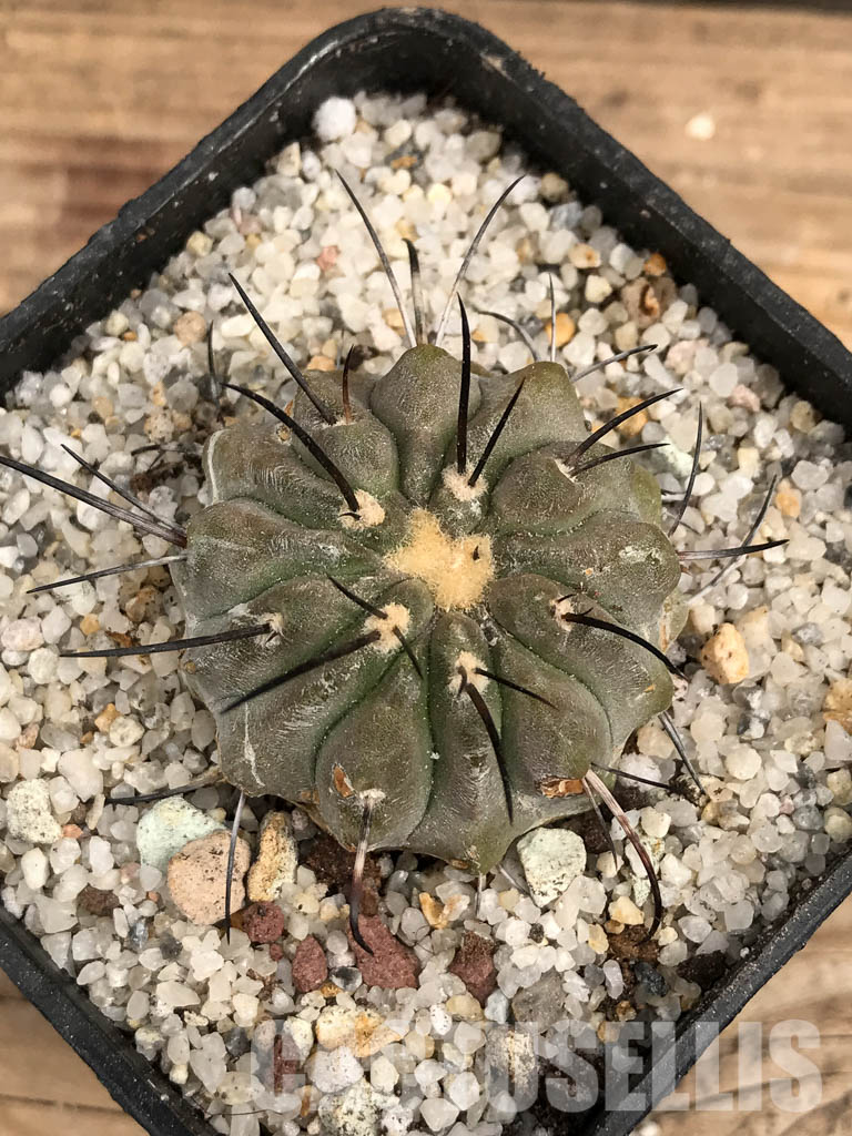 SHPR5759 Copiapoa dealbata AW 84, Chile