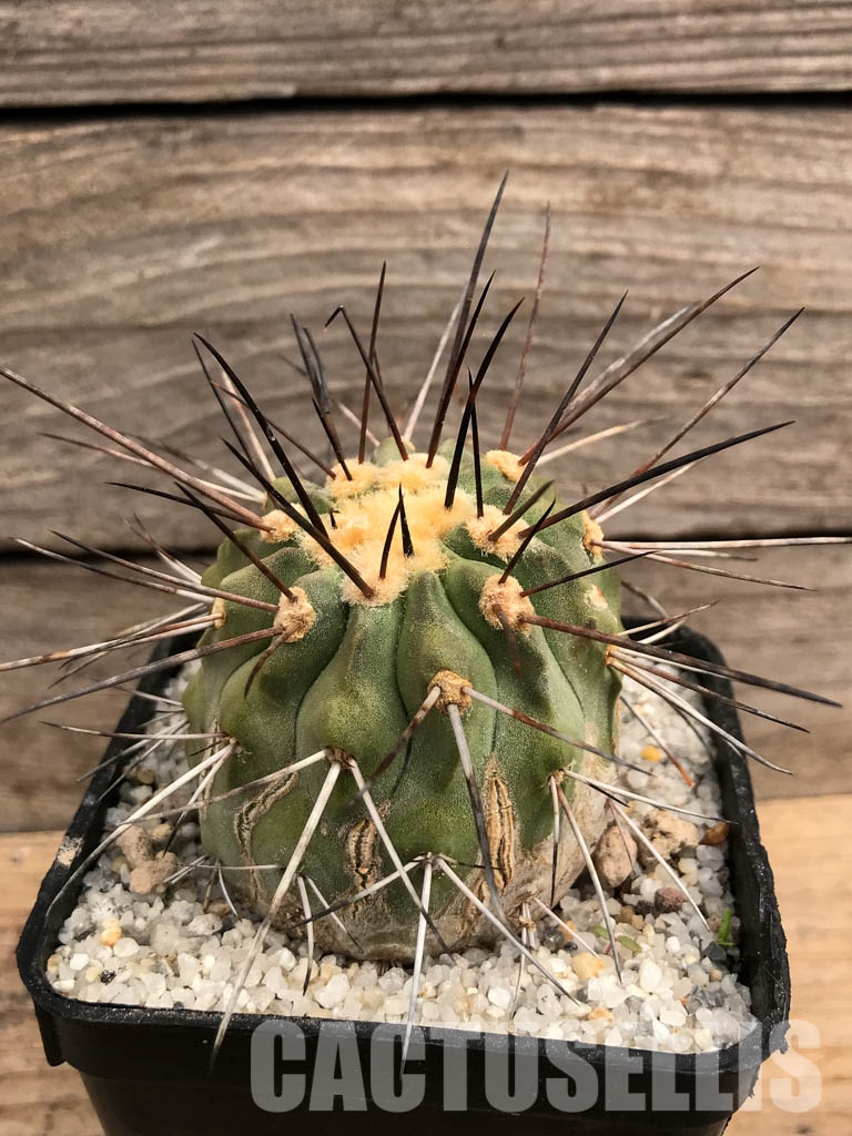 SHPR5769 Copiapoa dealbata AW 84, Chile - 画像 (2)