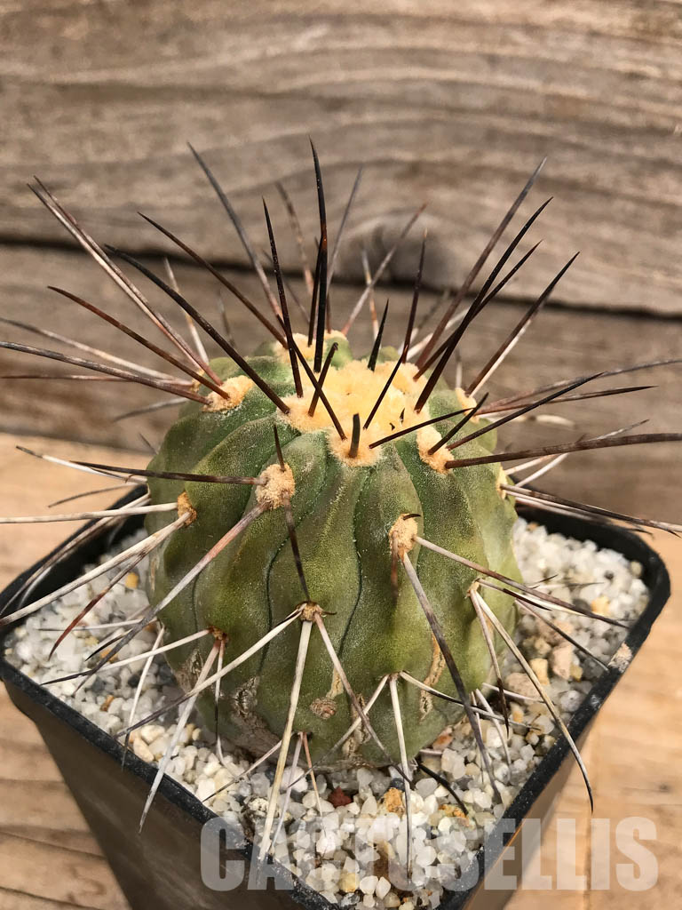 SHPR5769 Copiapoa dealbata AW 84, Chile - 画像 (3)