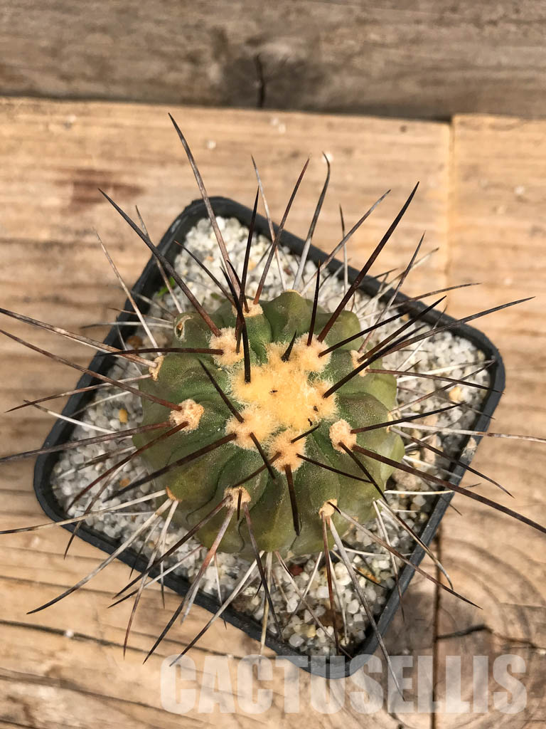 SHPR5769 Copiapoa dealbata AW 84, Chile